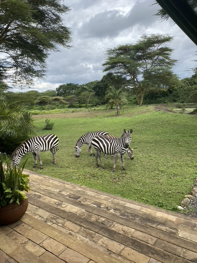 Zebra's grazen op het gazon voor het terras van het eerste resort in Arusha