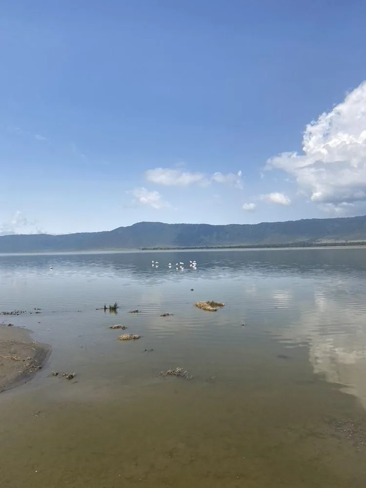 Kratermeer met flamingo's en de kraterrand op de achtergrond in de Ngorongoro