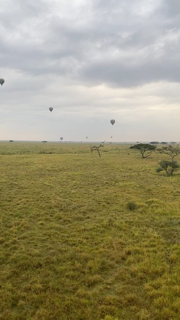 Meerdere luchtballonnen boven de vlaktes van de Serengeti bij zonsopkomst