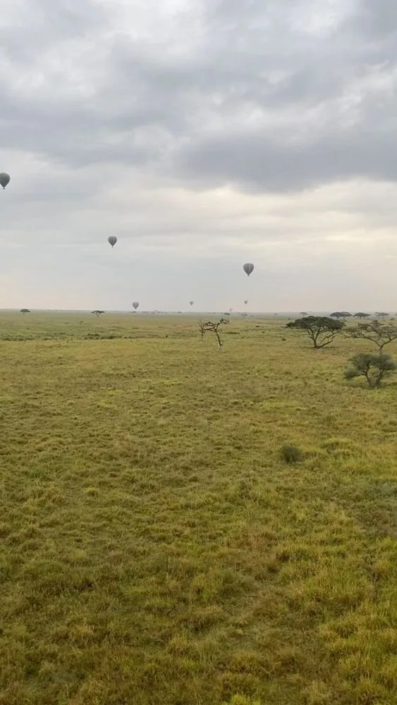 Meerdere luchtballonnen boven de vlaktes van de Serengeti bij zonsopkomst