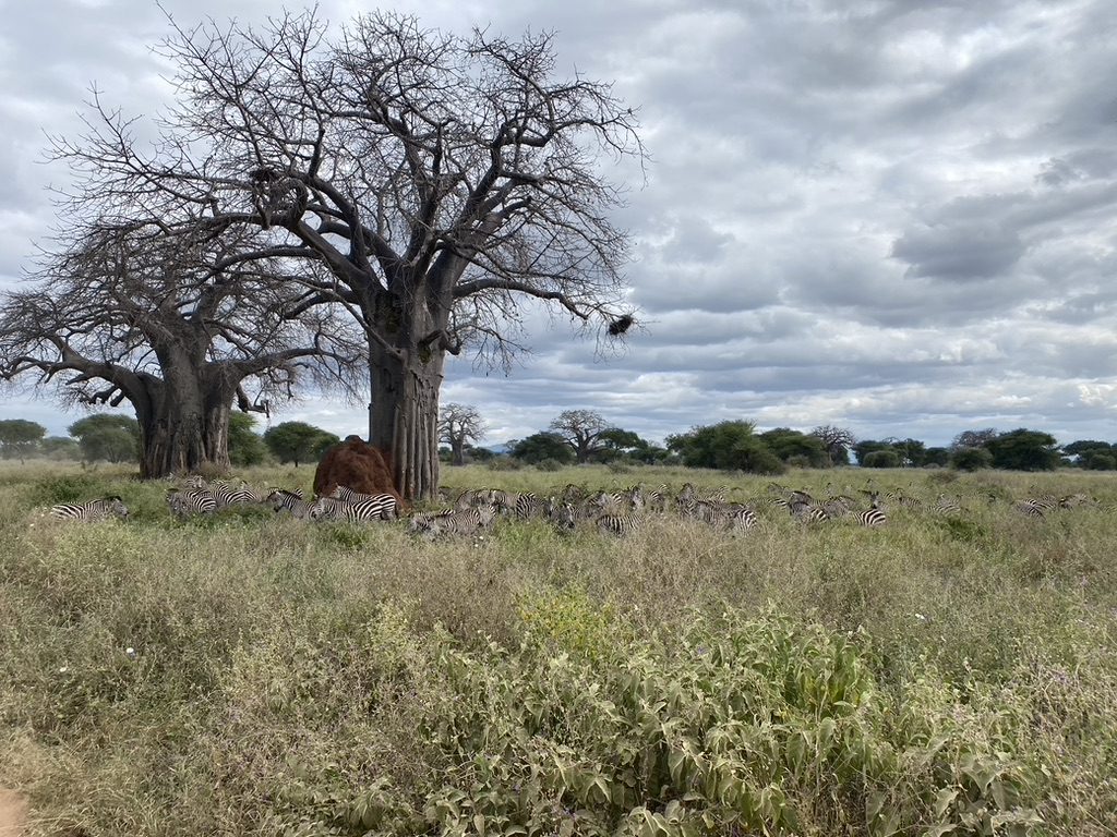 Baobab met een grote kudde zebra's in Tarangire National Park, Tanzania