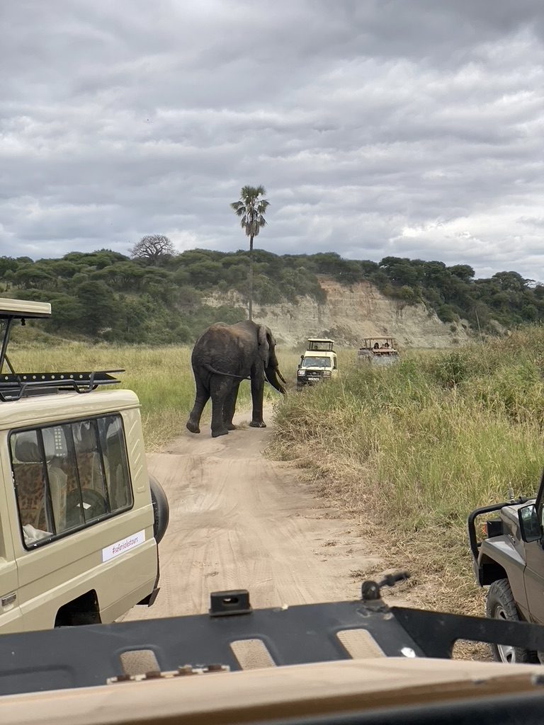 Olifant steekt de zandweg over tussen twee safarijeeps in Tarangire