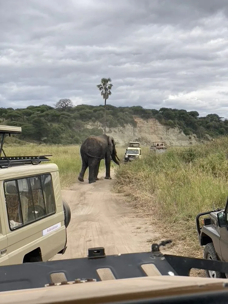 Olifant steekt de zandweg over tussen twee safarijeeps in Tarangire